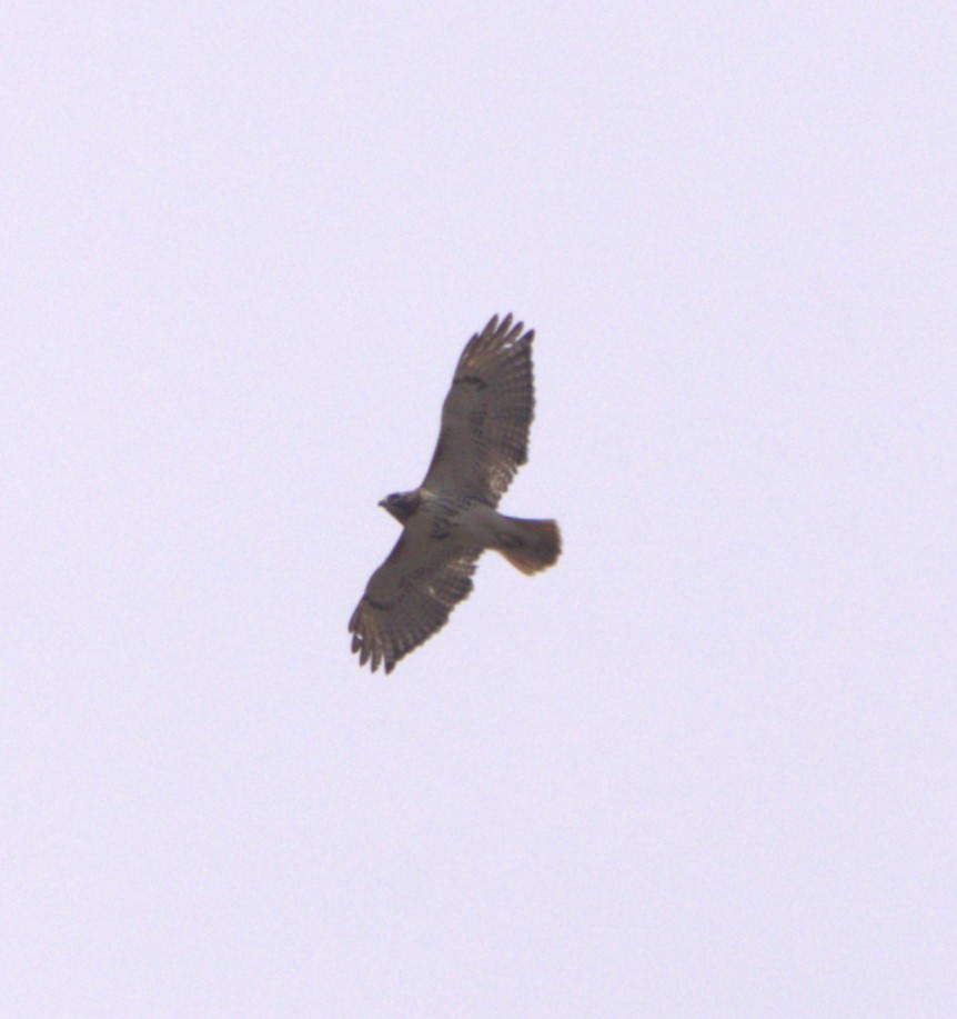 Red-tailed Hawk (borealis) - David Nicosia