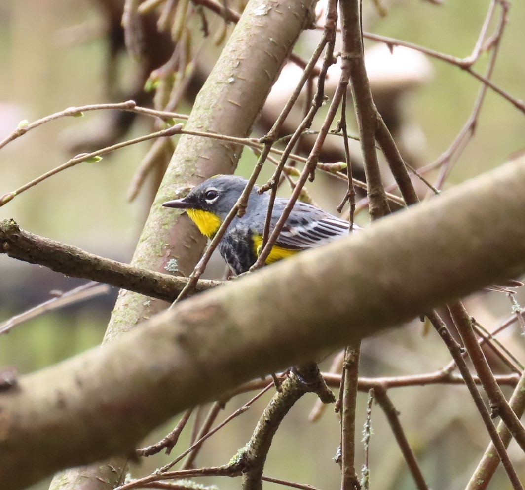 Yellow-rumped Warbler (Audubon's) - ML616648421