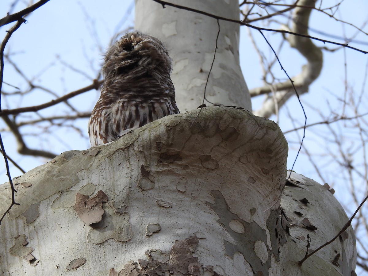 Barred Owl - Elizabeth S