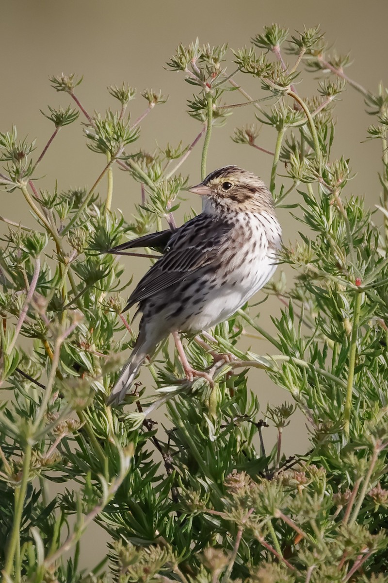 Savannah Sparrow - ML616648484