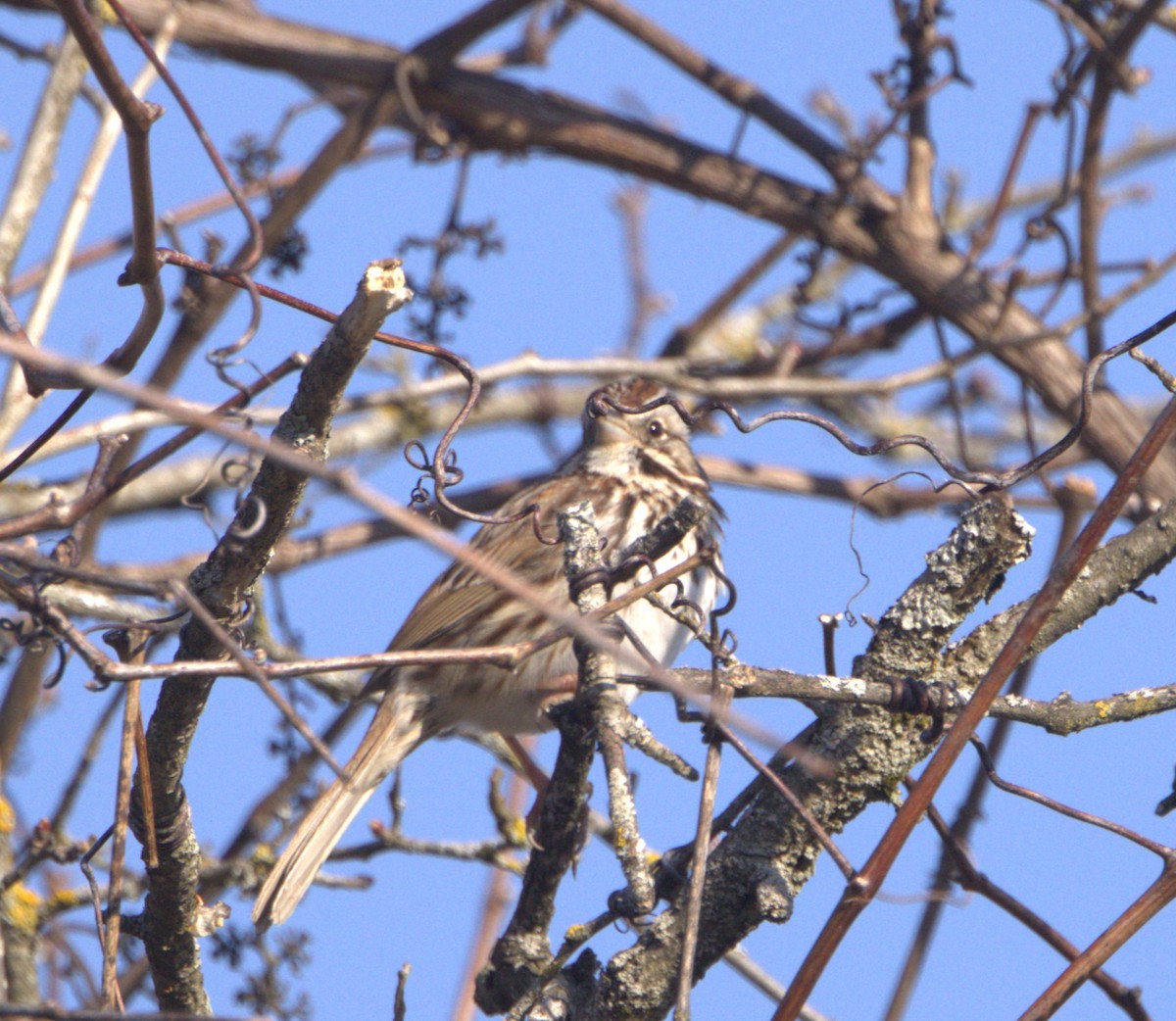 Song Sparrow (melodia/atlantica) - ML616648497