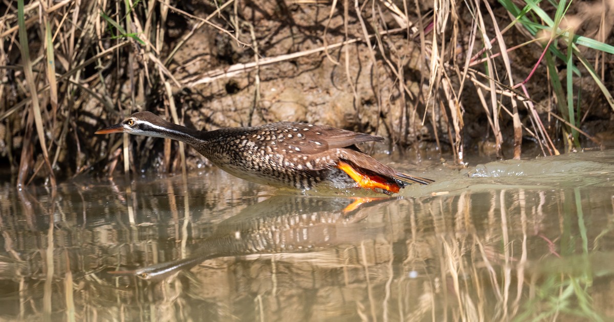 African Finfoot - ML616648519