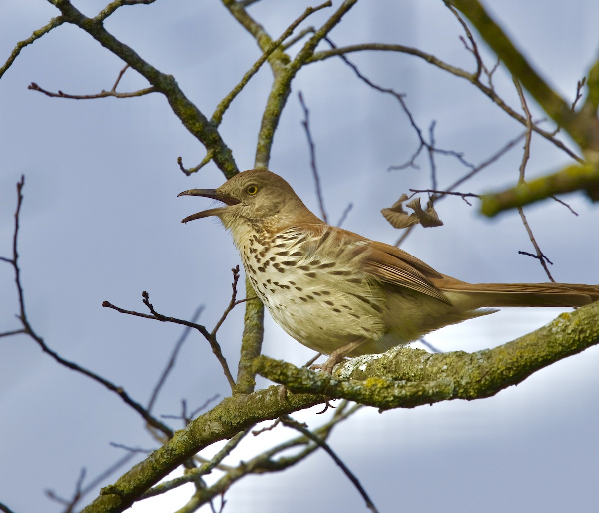 Brown Thrasher - ML616648541