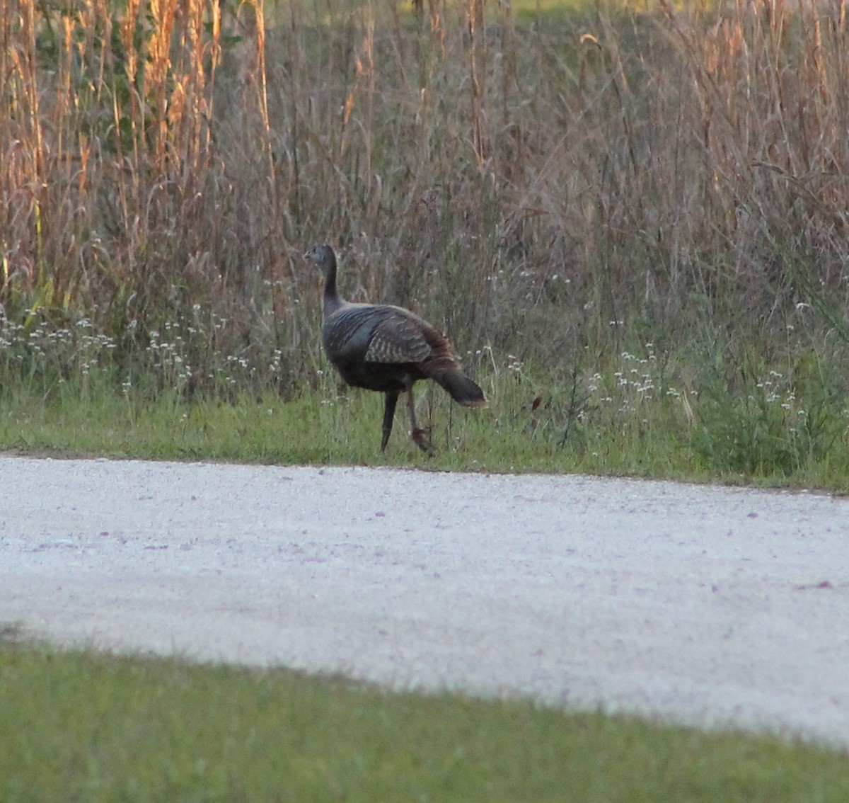 Wild Turkey - ML616648572