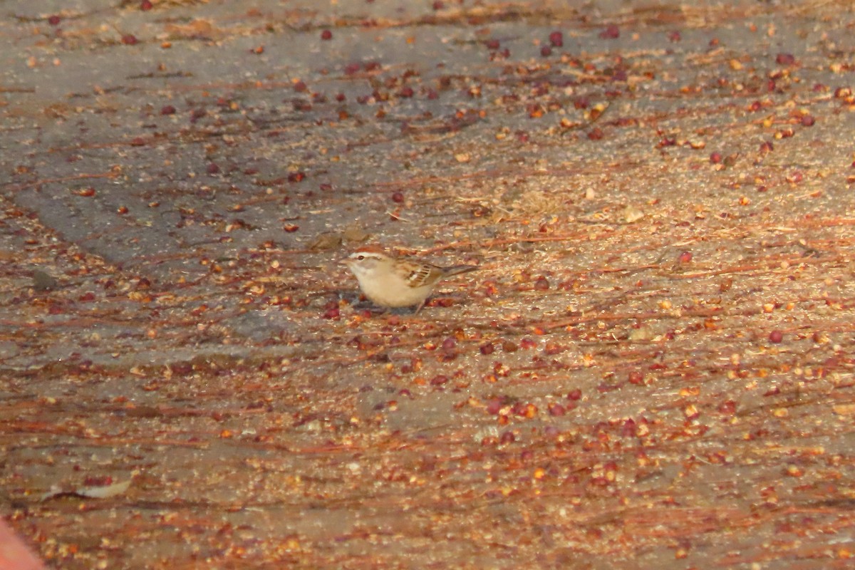 Chipping Sparrow - ML616648622