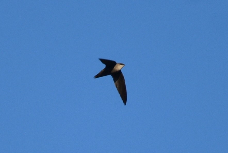 Chimney Swift - ML616648635