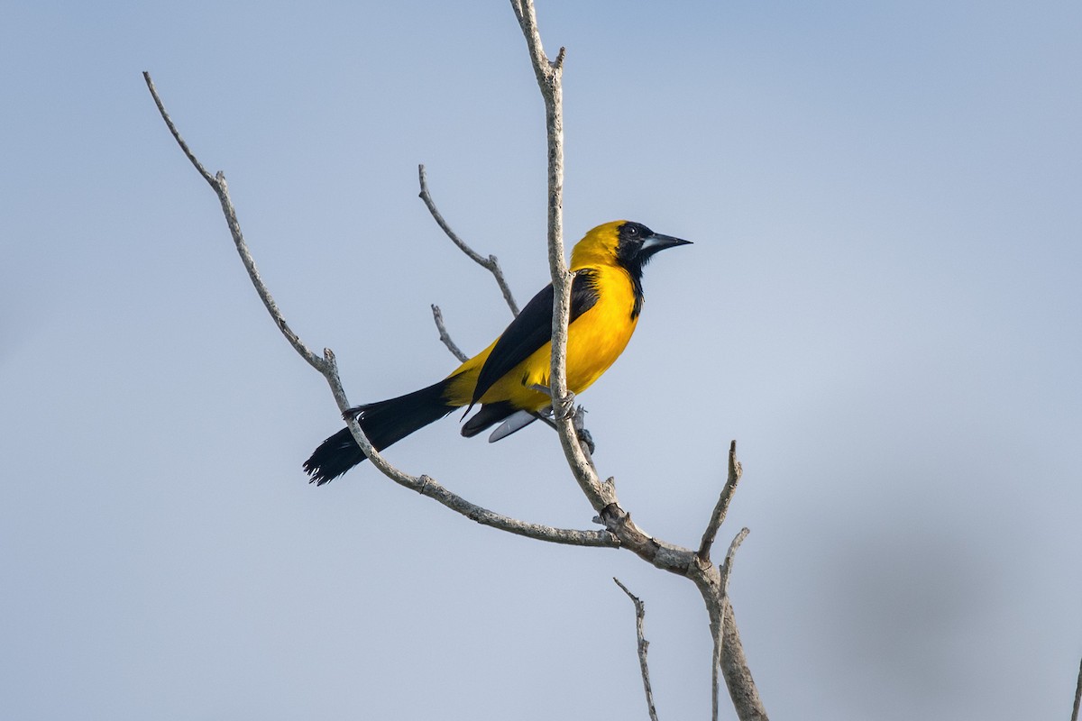 Yellow-backed Oriole - ML616648698