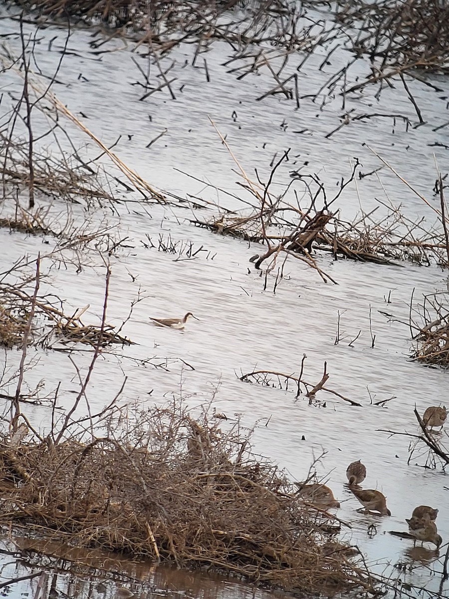 Wilson's Phalarope - ML616648722