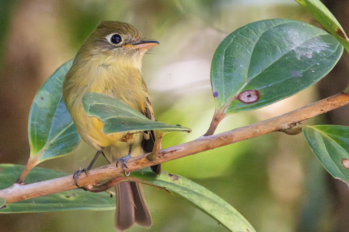 Yellowish Flycatcher - ML616648801