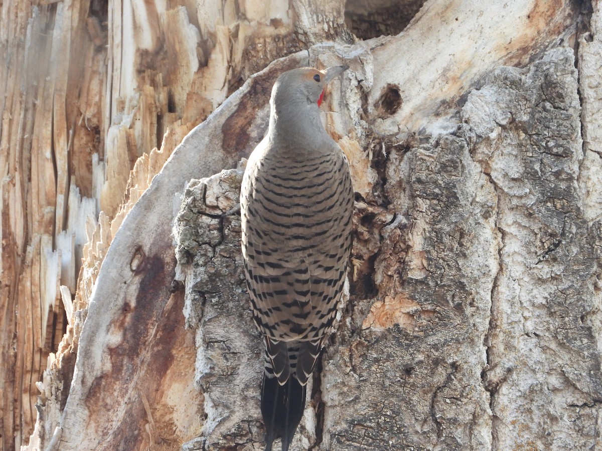 Northern Flicker (Red-shafted) - ML616648863