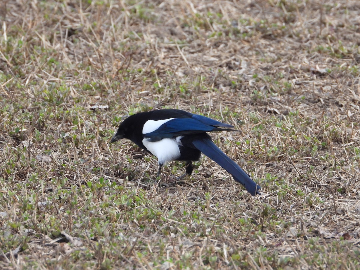 Black-billed Magpie - ML616648872