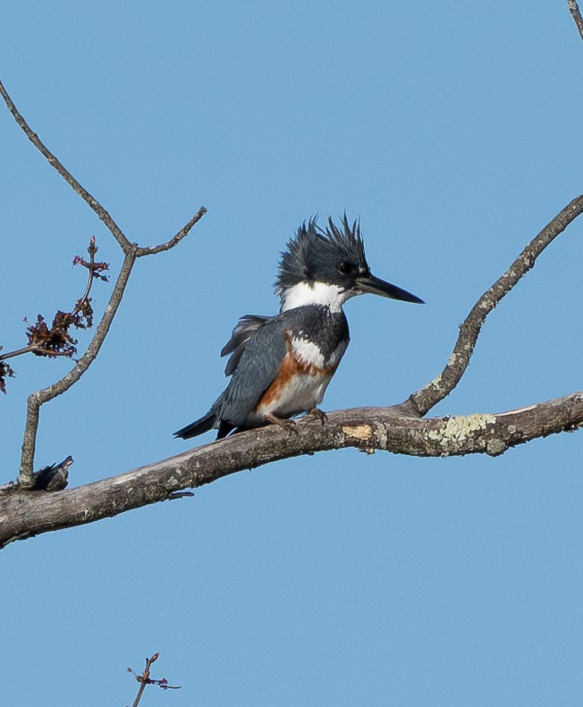 Belted Kingfisher - ML616648875