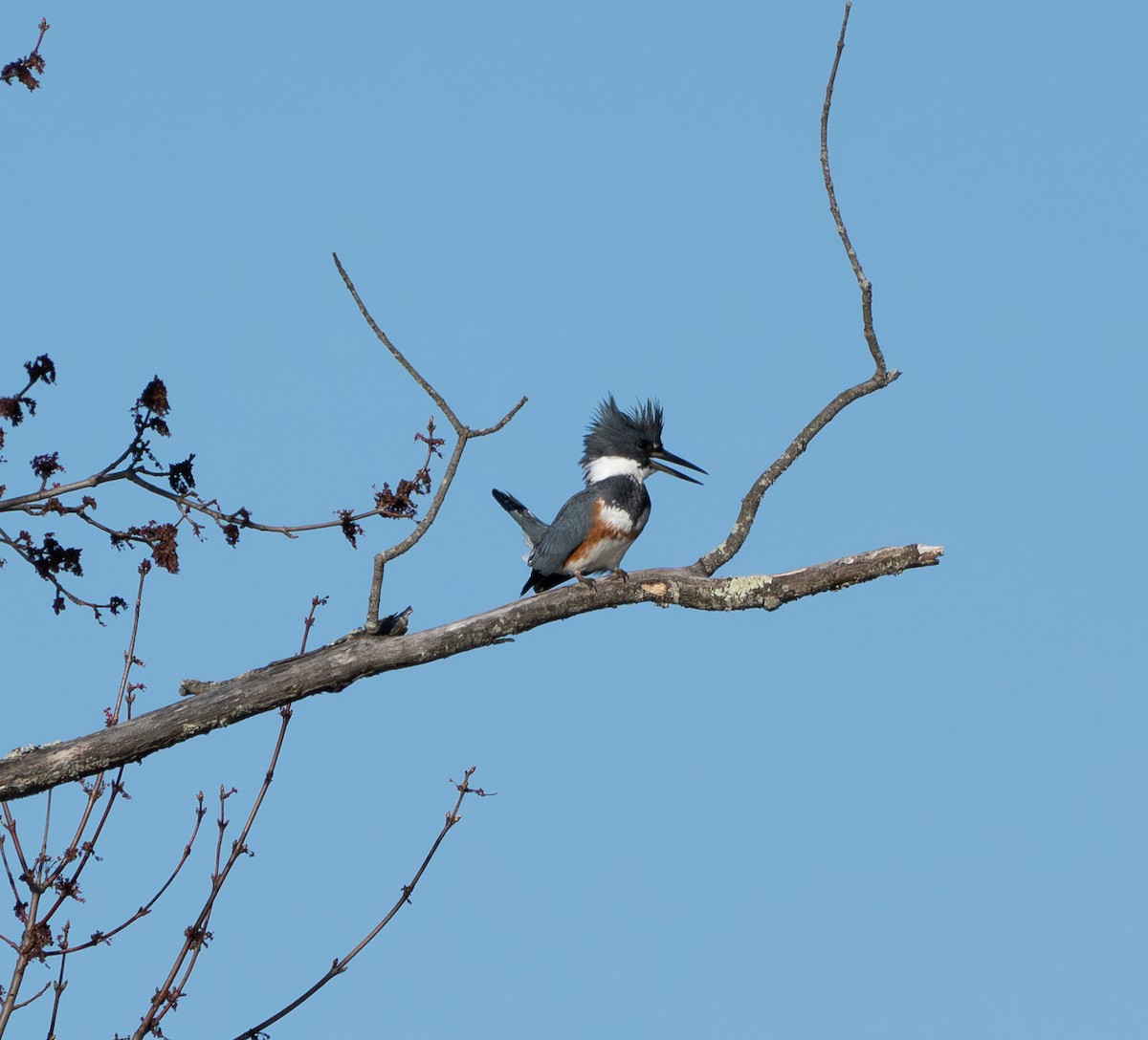 Belted Kingfisher - ML616648876