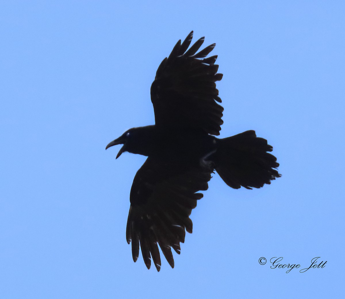 Common Raven - ML616648878