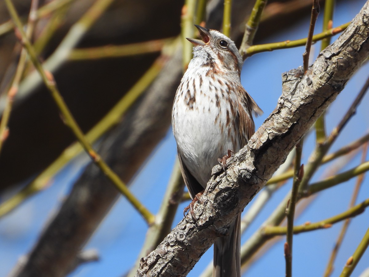 Song Sparrow - ML616648890