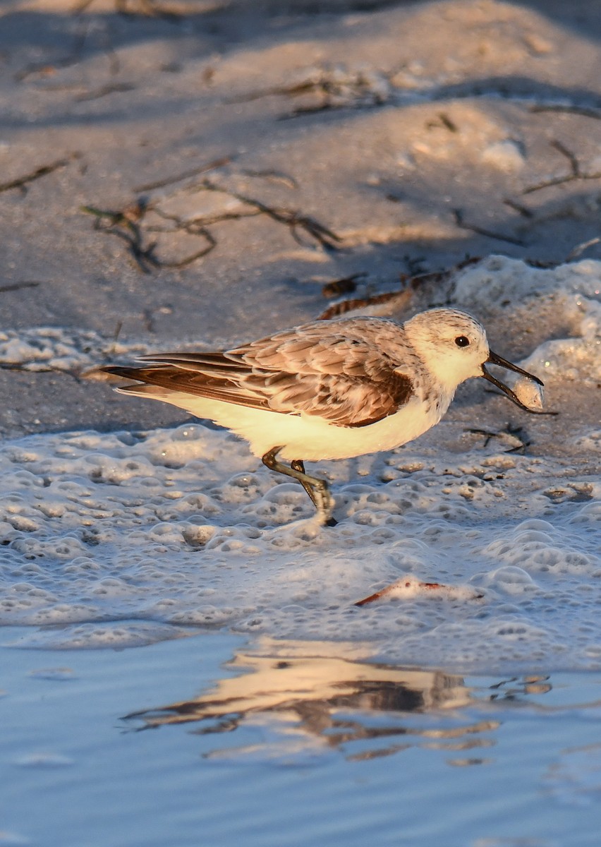 Bécasseau sanderling - ML616648901