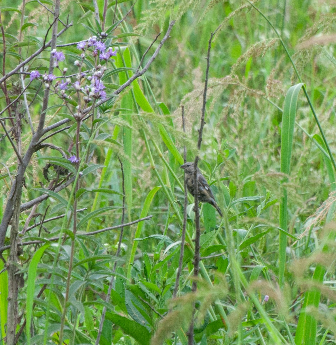 Black-bellied Seedeater - ML616648962