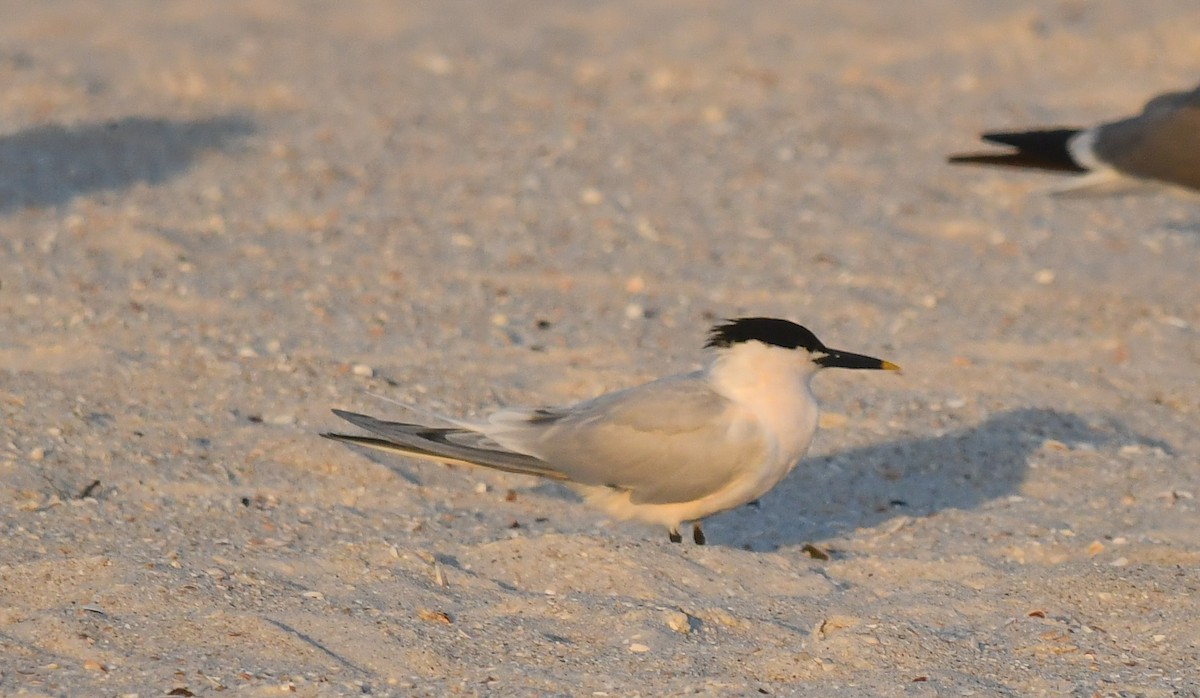 Sandwich Tern - ML616648969