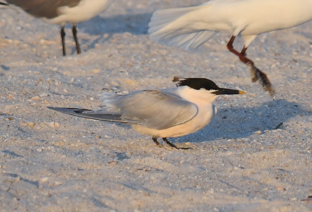 Sandwich Tern - Elaine Thomas