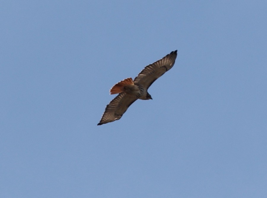 Red-tailed Hawk - E J