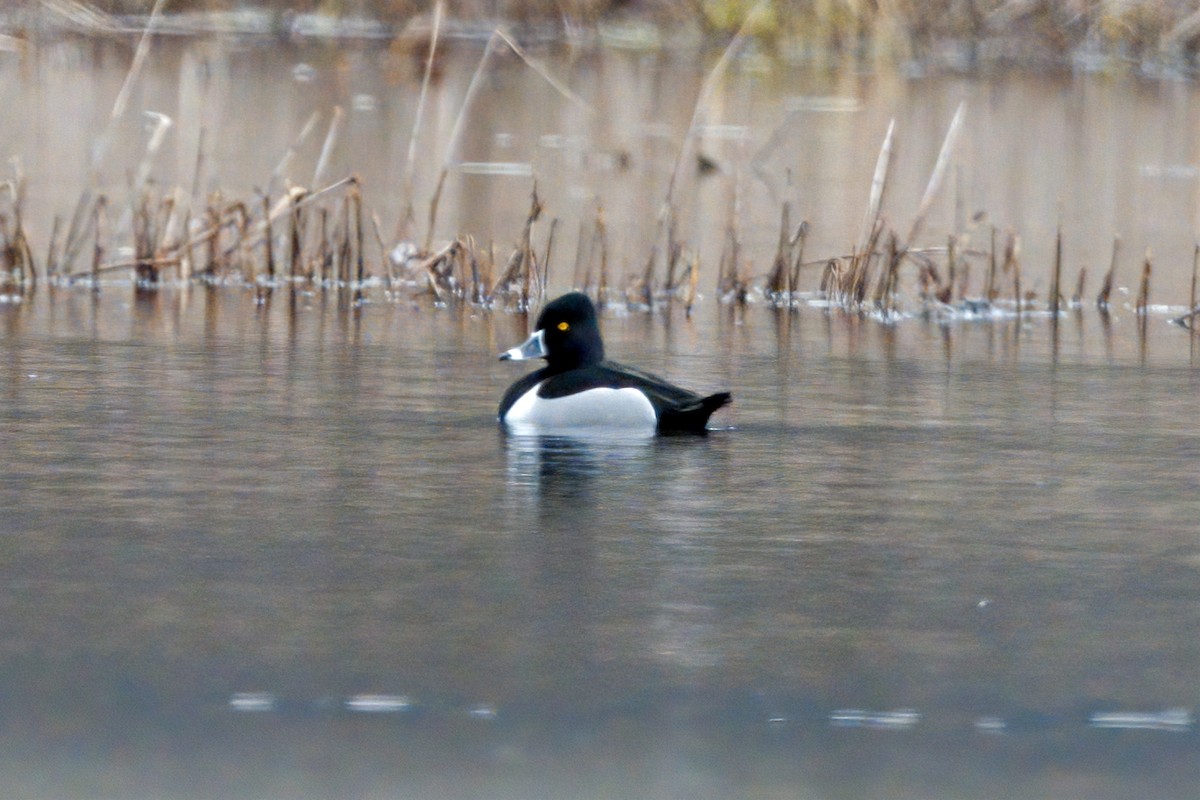 Ring-necked Duck - Peter Swaine