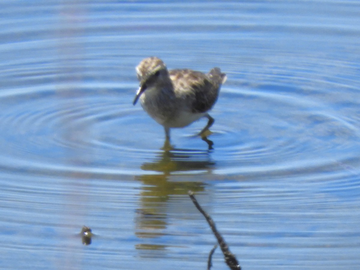 Least Sandpiper - ML616649046