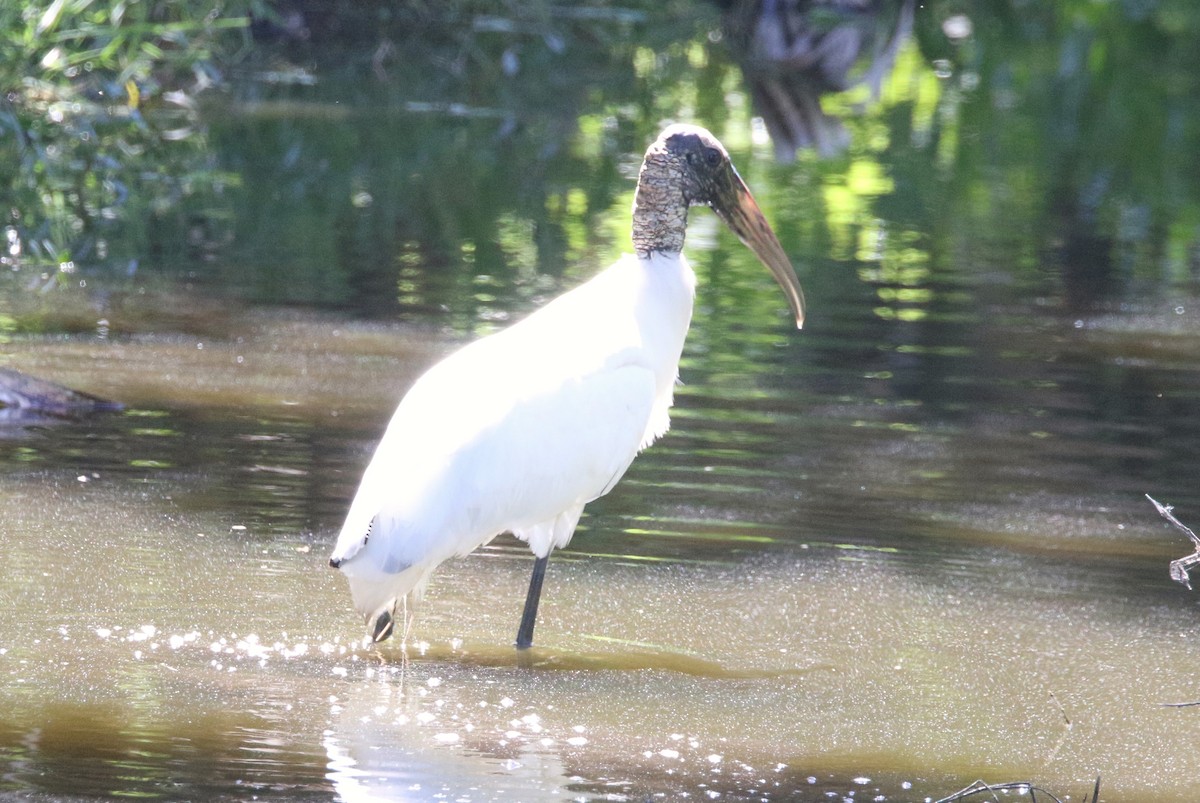 Wood Stork - ML616649050