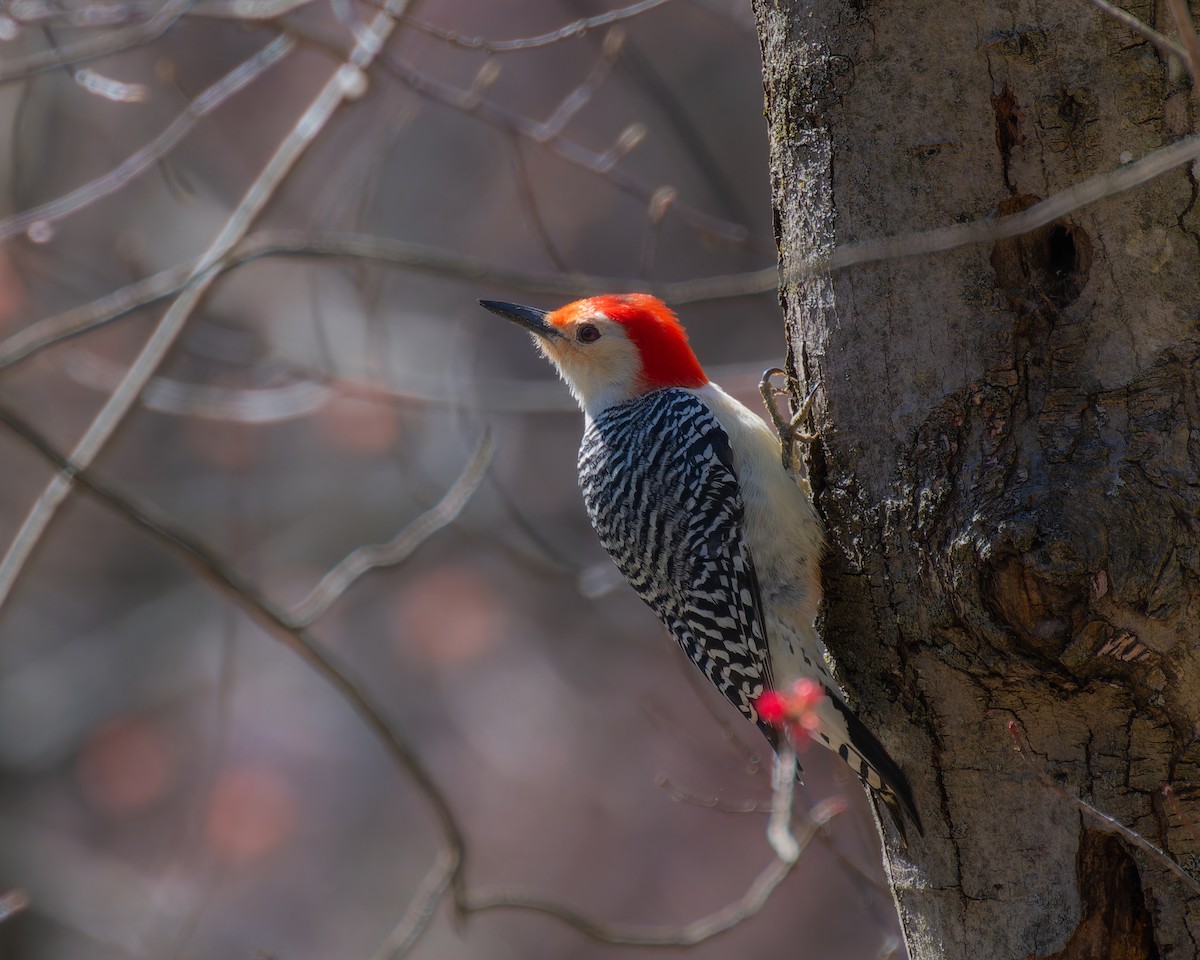 Red-bellied Woodpecker - ML616649064