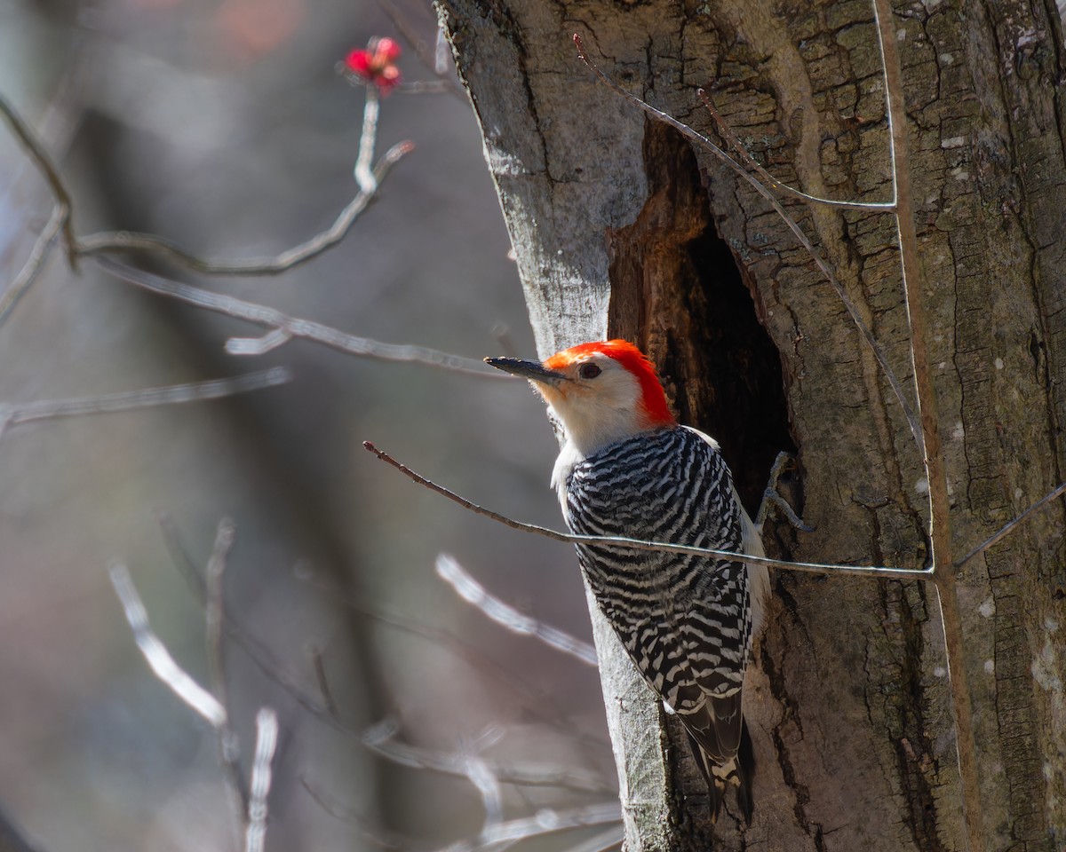 Red-bellied Woodpecker - ML616649065