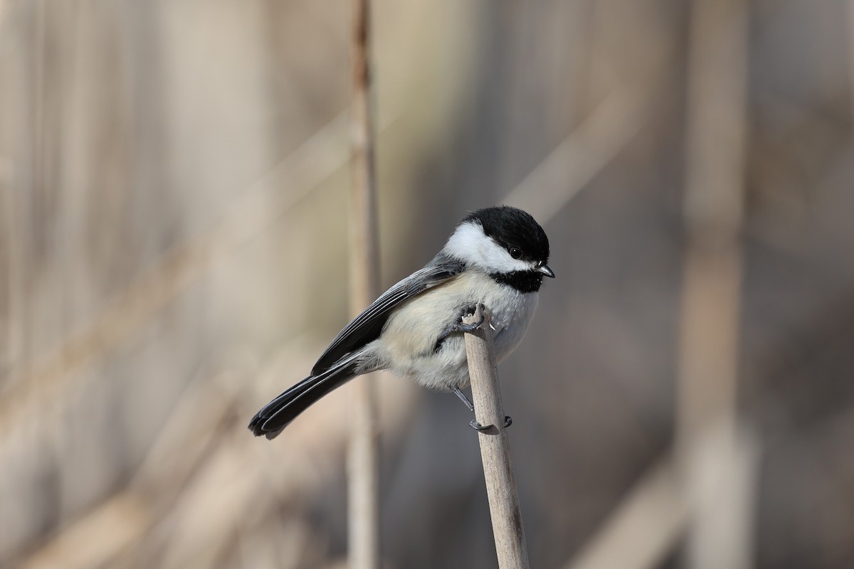 Black-capped Chickadee - Ken Graves