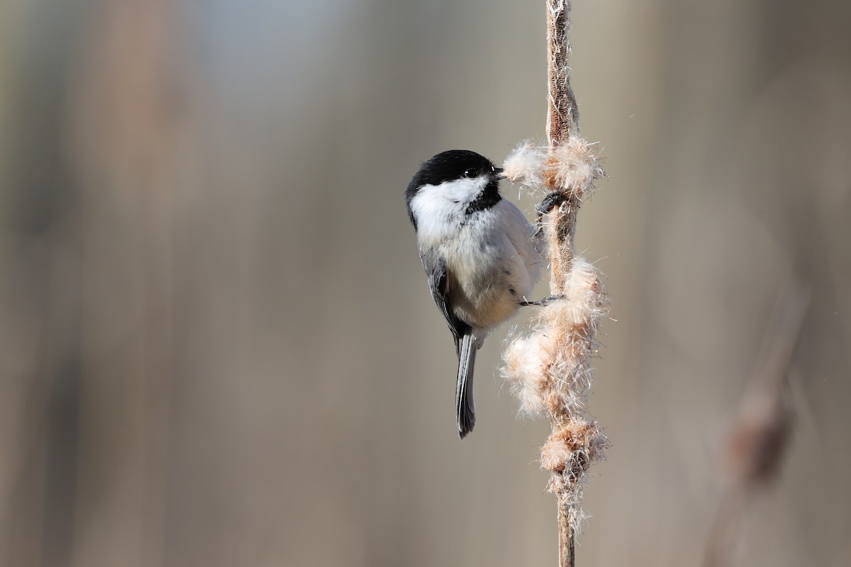 Black-capped Chickadee - Ken Graves