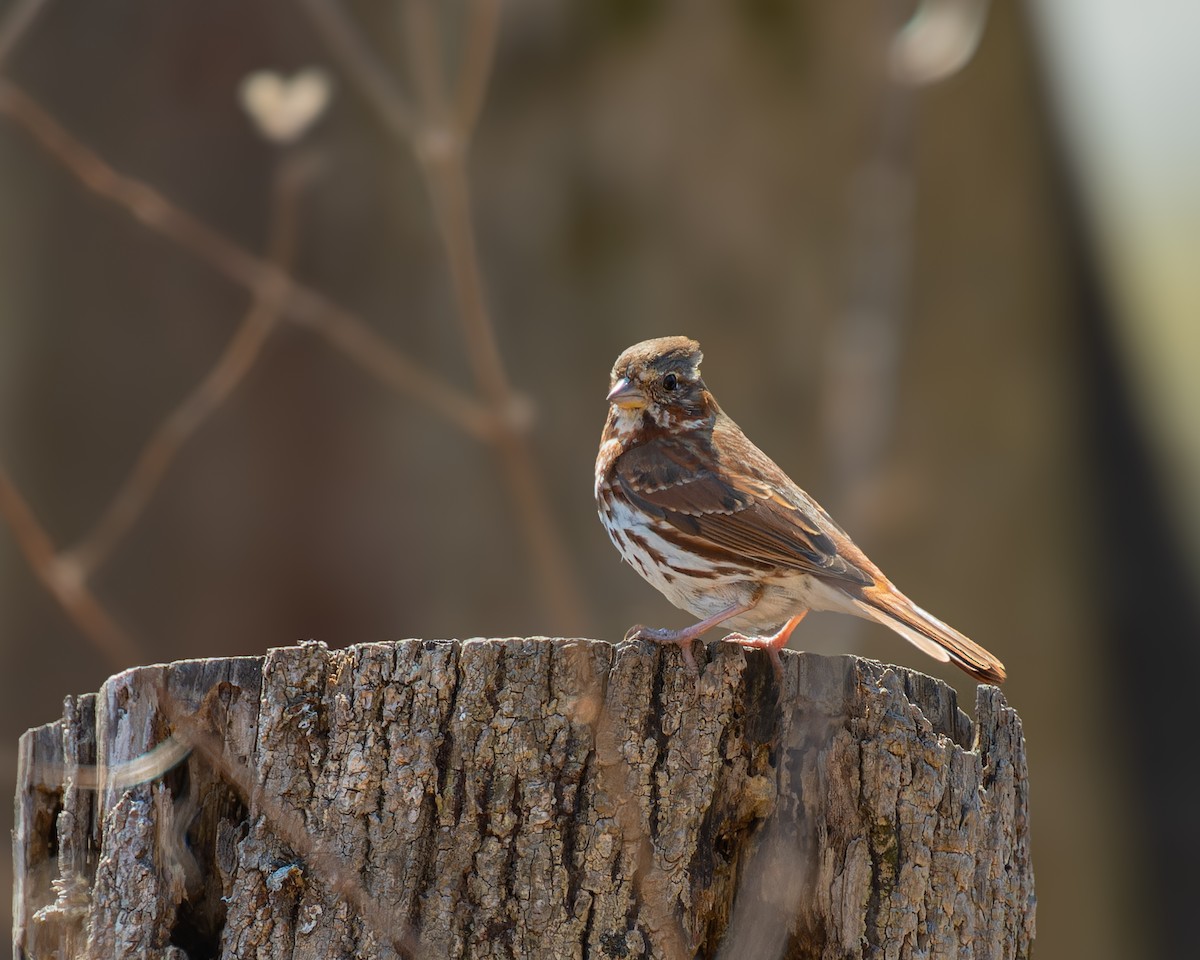 Fox Sparrow - Peter Rosario