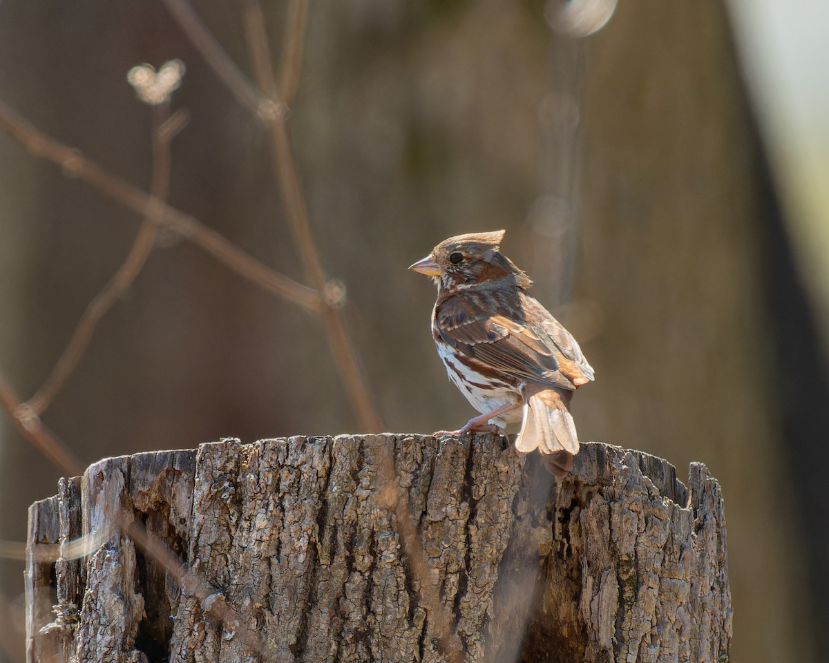 Fox Sparrow - ML616649109