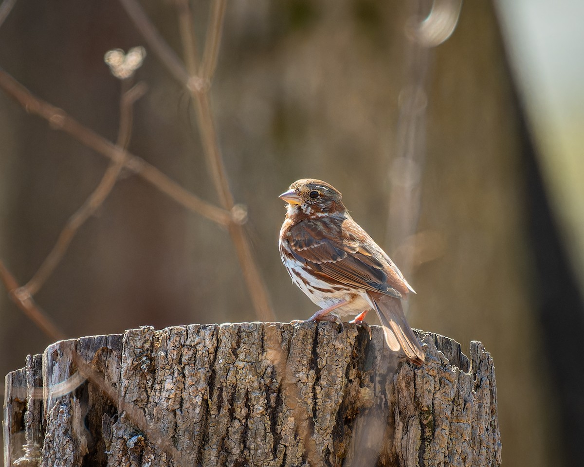 Fox Sparrow - Peter Rosario