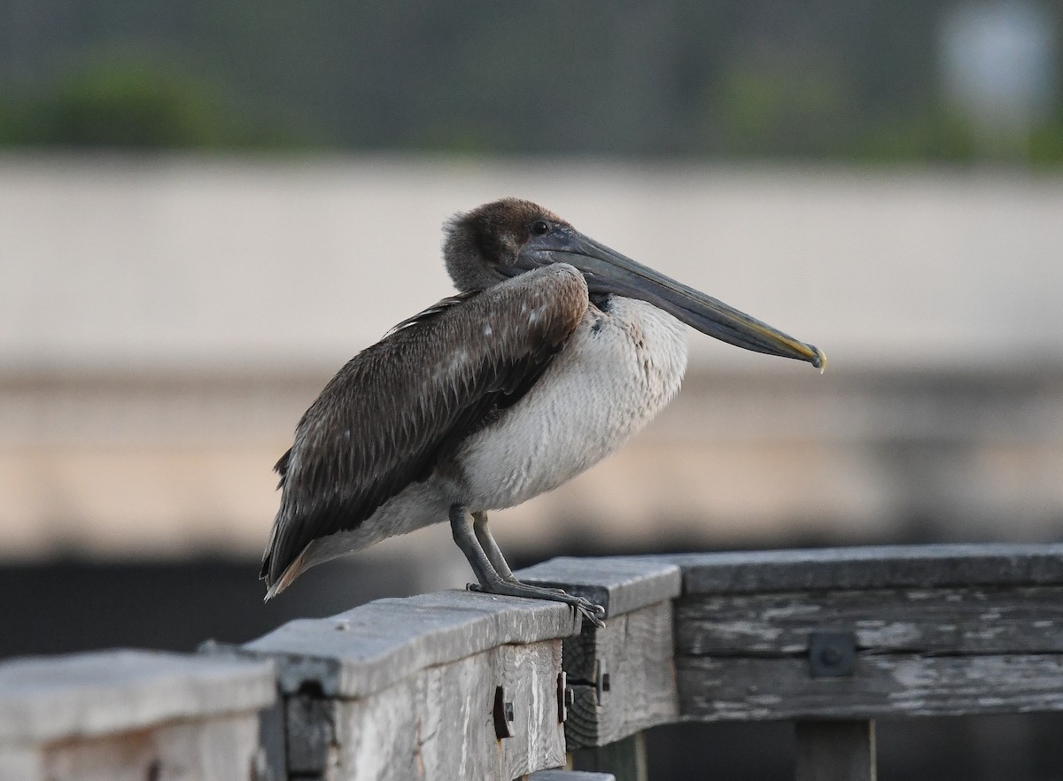 Brown Pelican - ML616649117