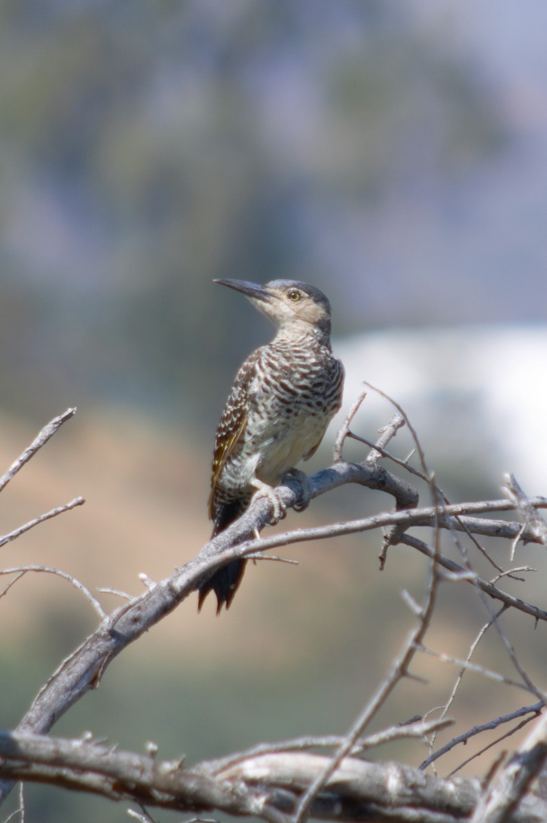 Chilean Flicker - ML616649144