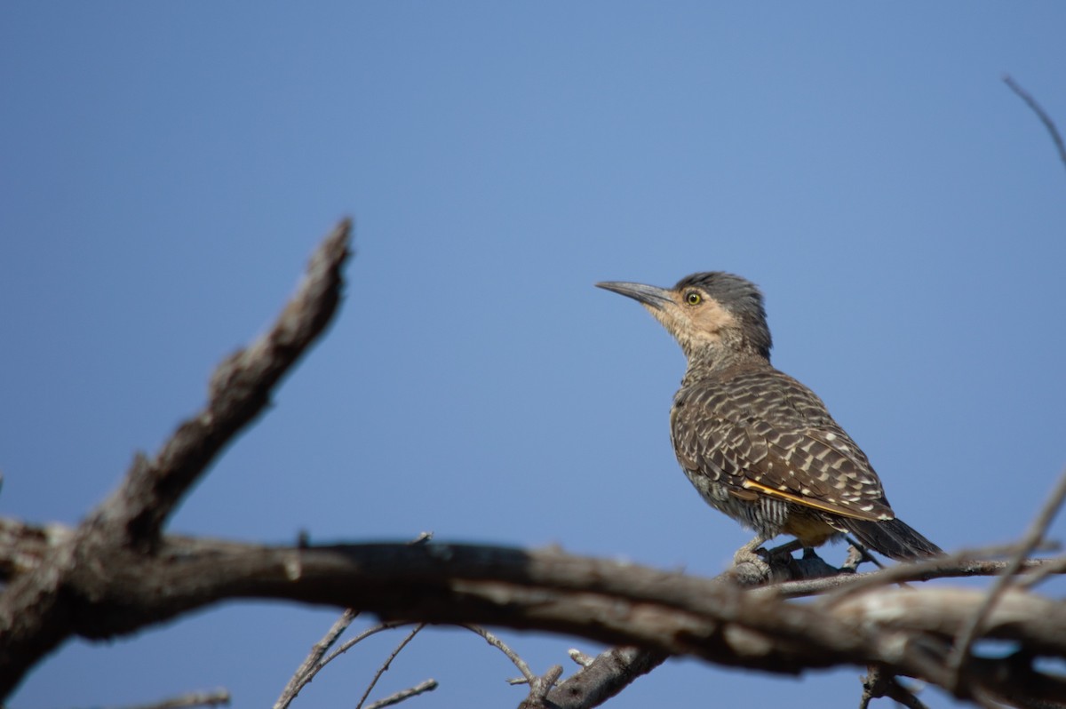 Chilean Flicker - ML616649145