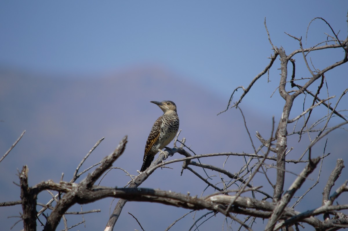 Chilean Flicker - Gabriel Sandon