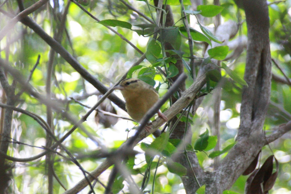 Worm-eating Warbler - ML616649198