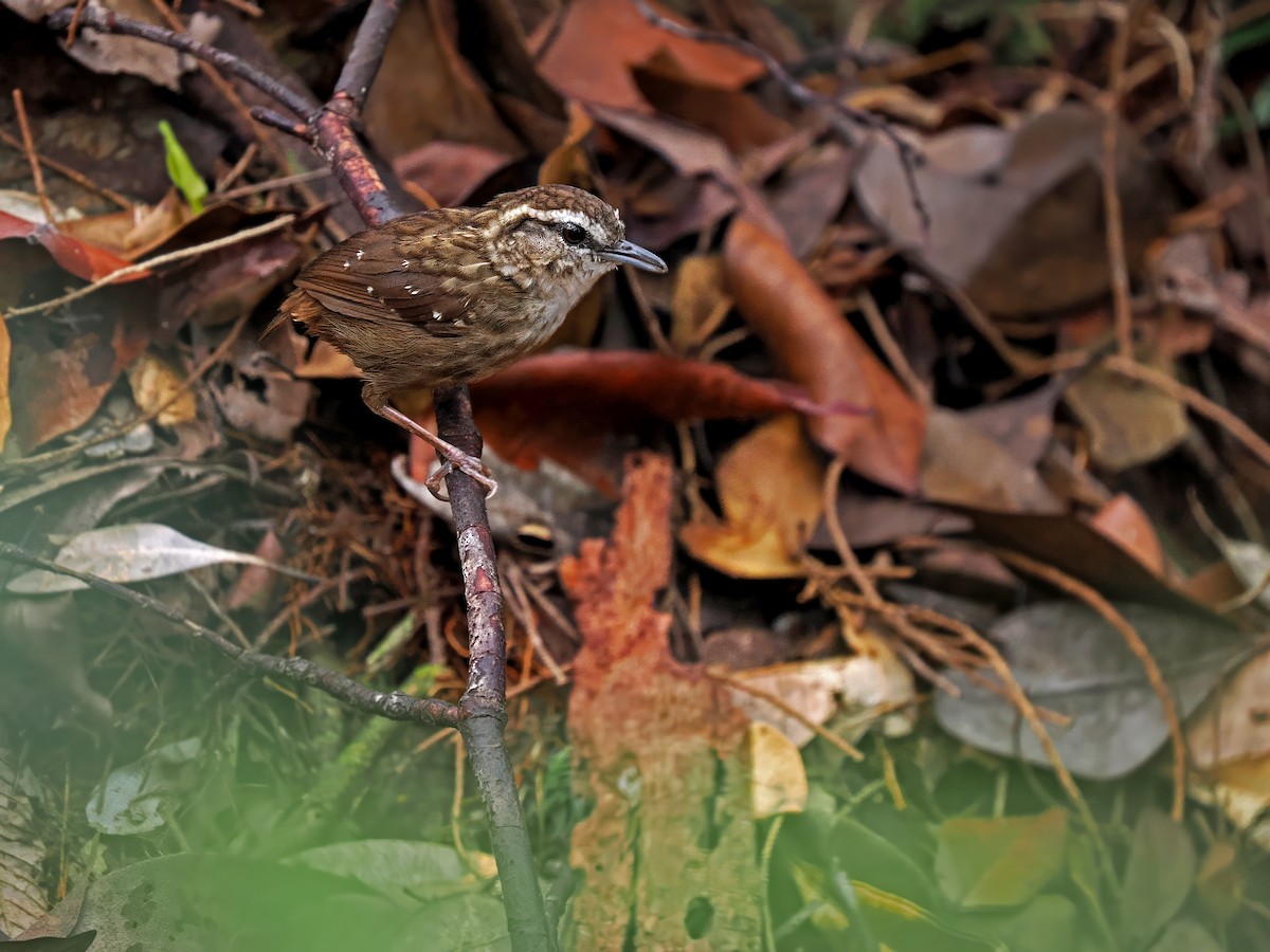 Eyebrowed Wren-Babbler - ML616649236