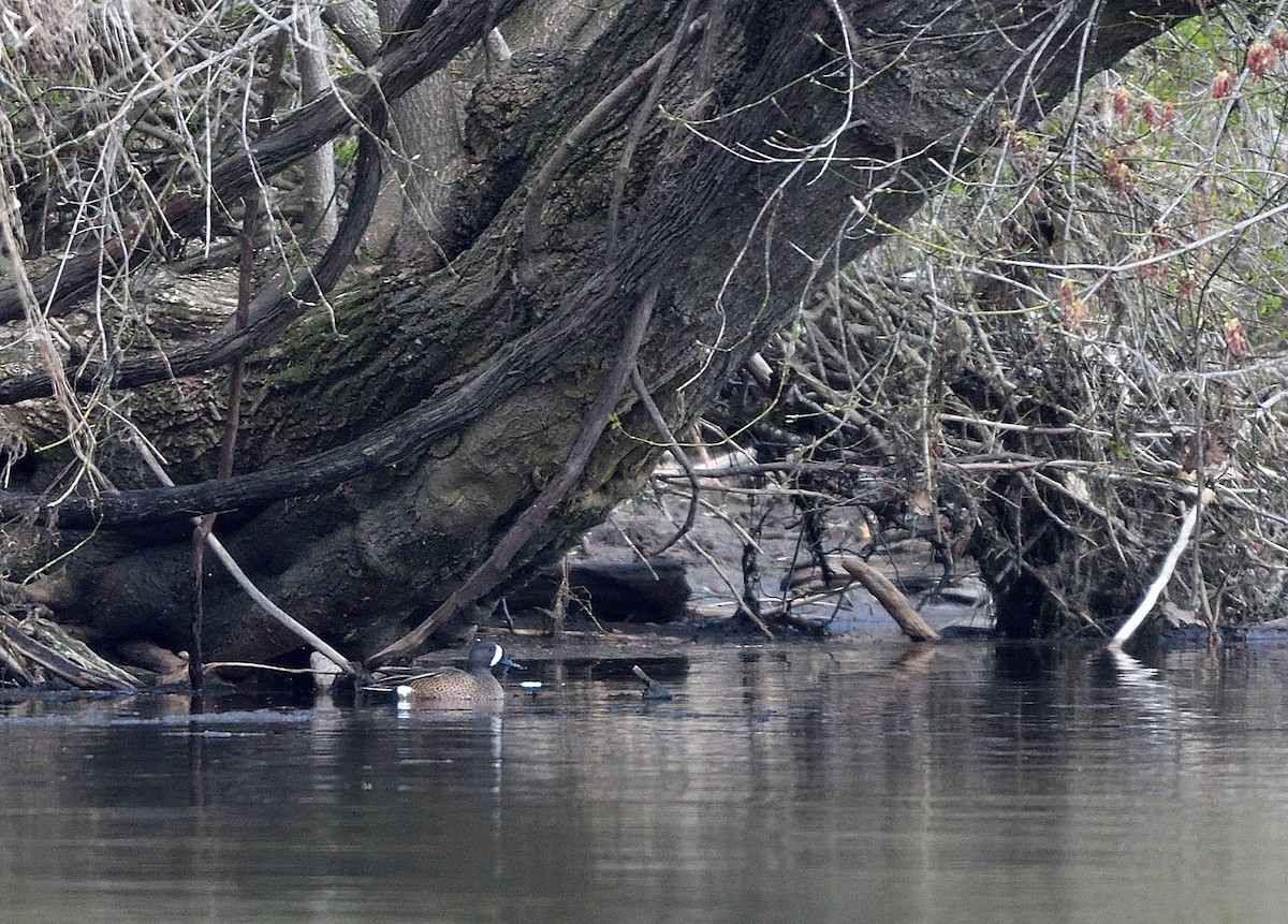 Blue-winged Teal - ML616649270