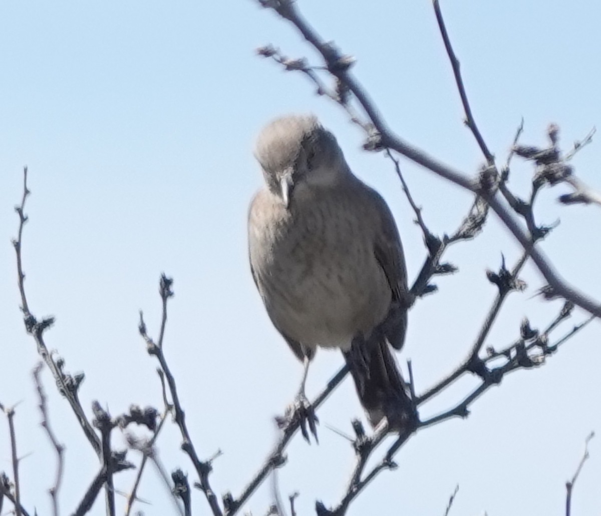 Bendire's Thrasher - ML616649277