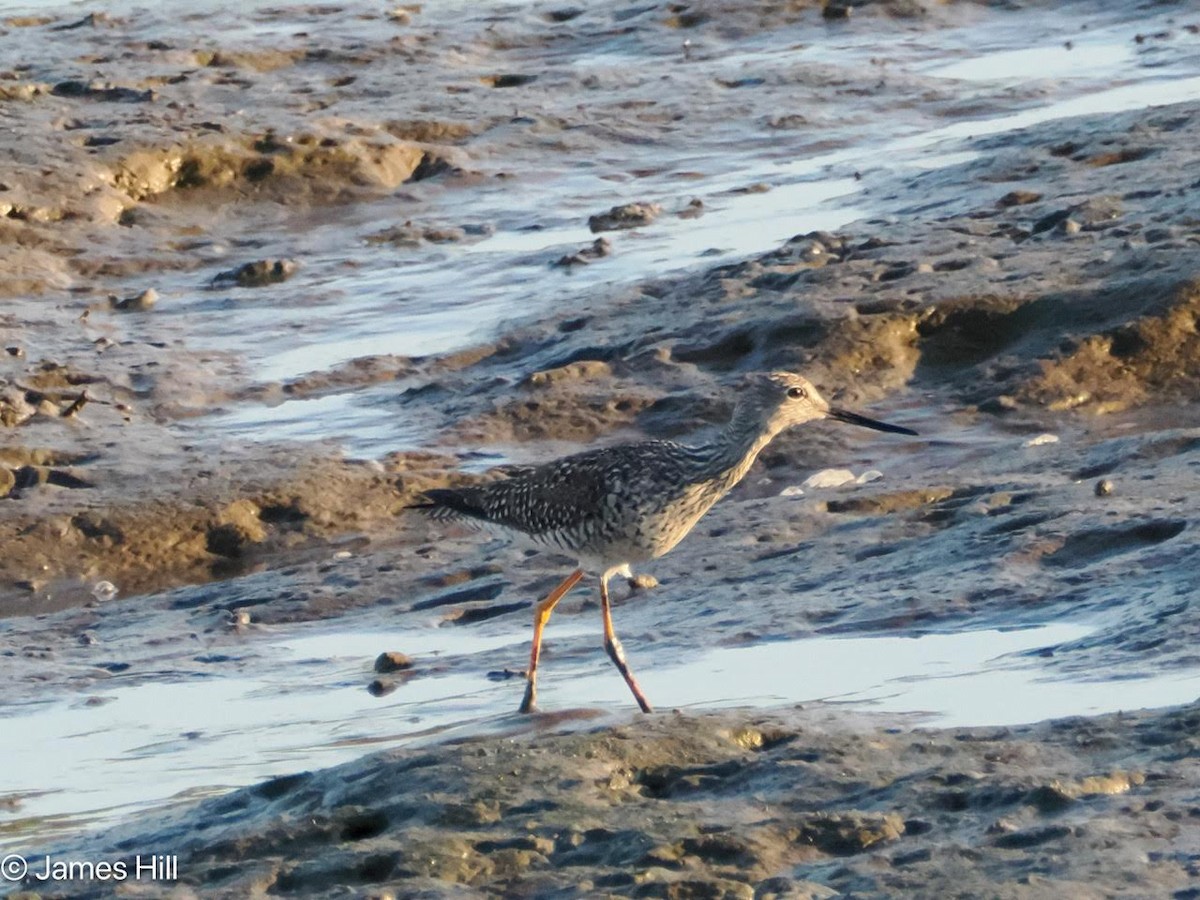 Greater Yellowlegs - ML616649314