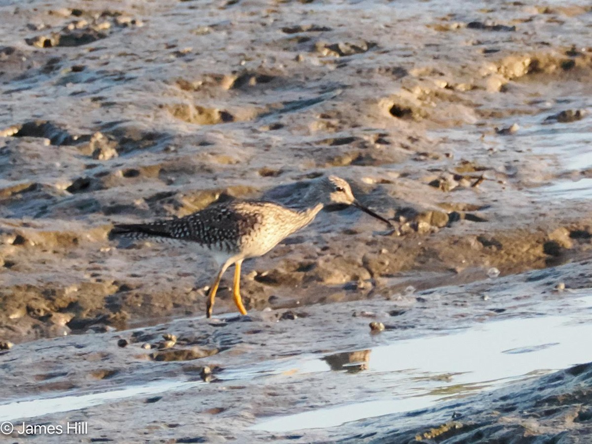 Greater Yellowlegs - ML616649317