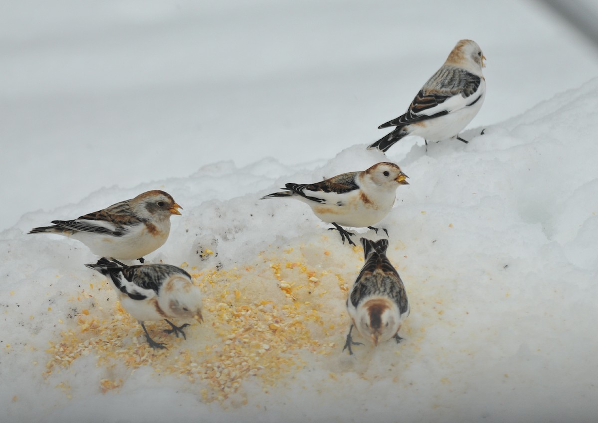 Snow Bunting - Jean Guy Chouinard