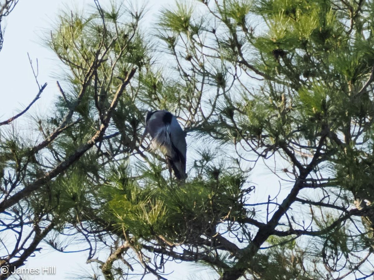 Great Blue Heron - ML616649393