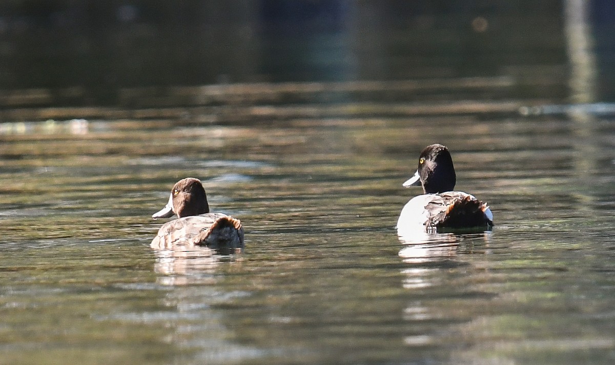 Lesser Scaup - ML616649505