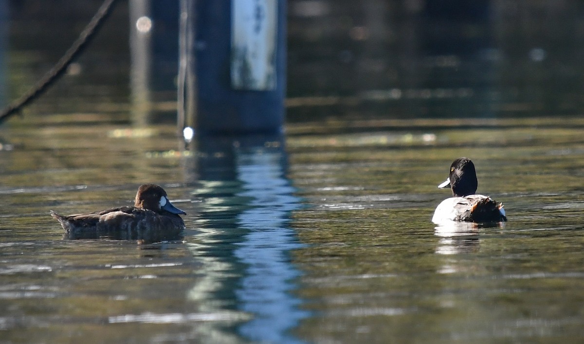 Lesser Scaup - Elaine Thomas