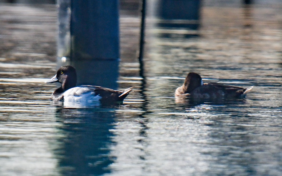 Lesser Scaup - Elaine Thomas