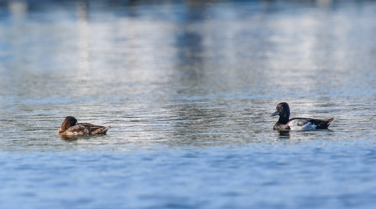 Lesser Scaup - Elaine Thomas